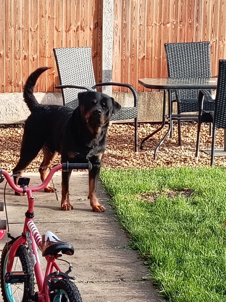 Full Pedigree Rottweiler Male