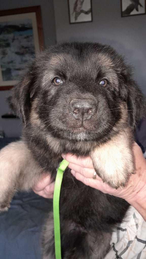 German shepherd puppies for sale 