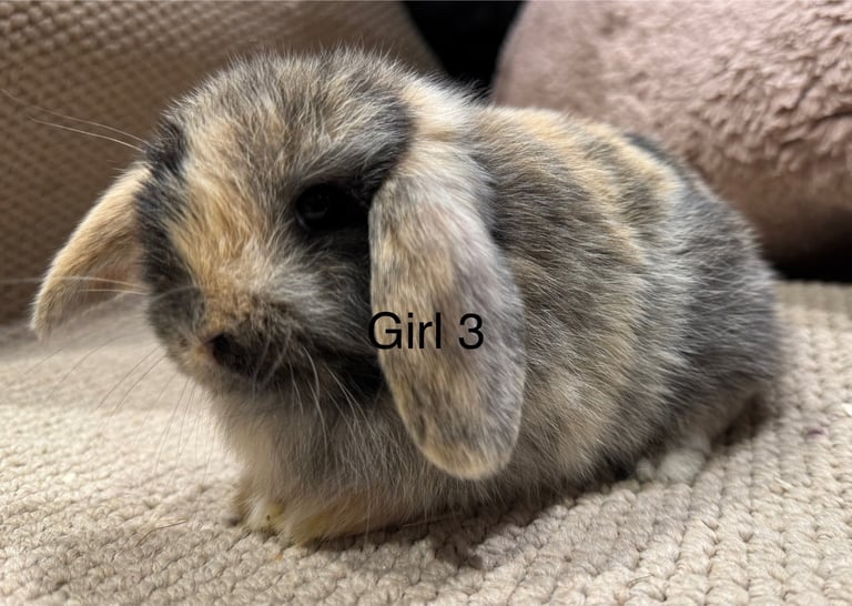 🌸 HARLEQUIN MONI LOPS 🌸 ready to reserve 