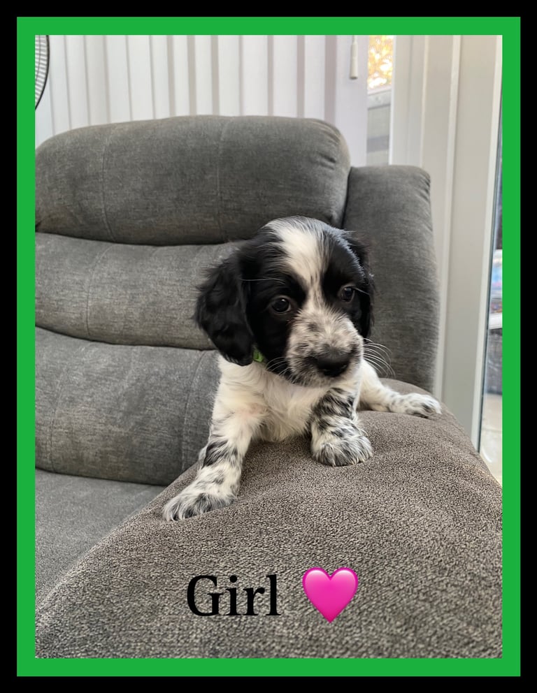 Sprocker Spaniel Puppies 