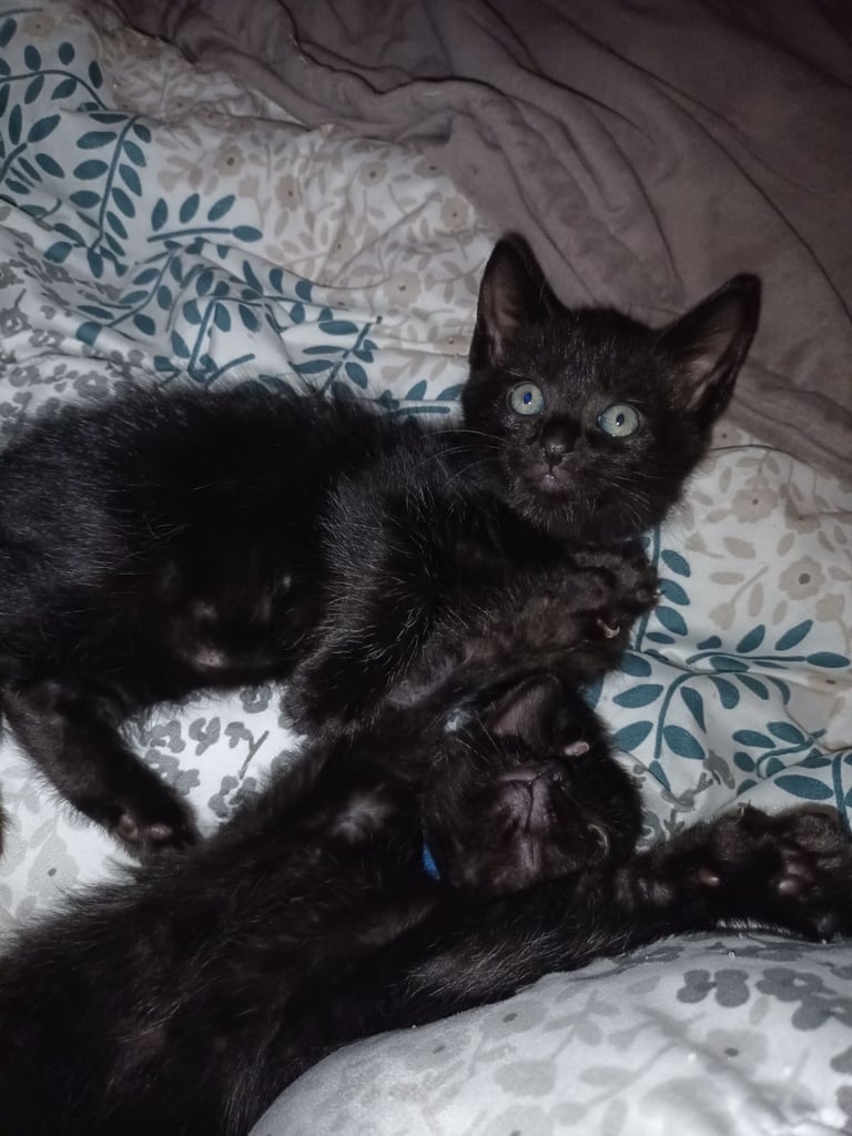 2 gwjus kittens 
