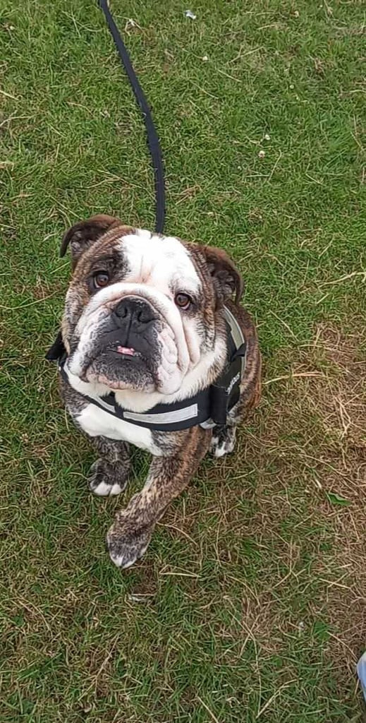 Kc English bulldog 