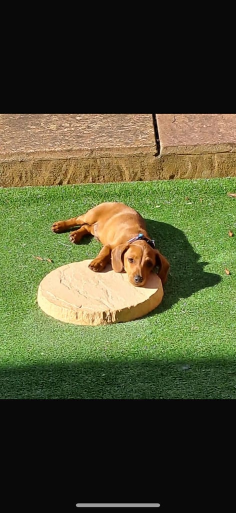 Miniature dachshund puppy