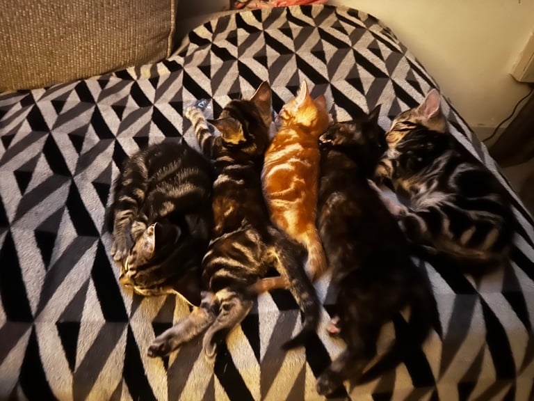 Bengal X Kittens 