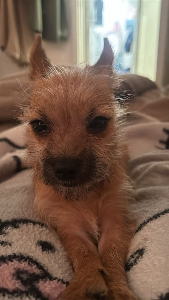 Jack Russell and chihuahua mix puppy