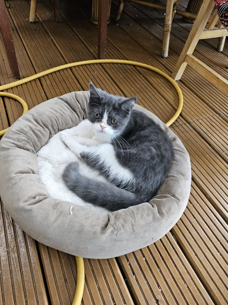 Beautiful kittens for sale