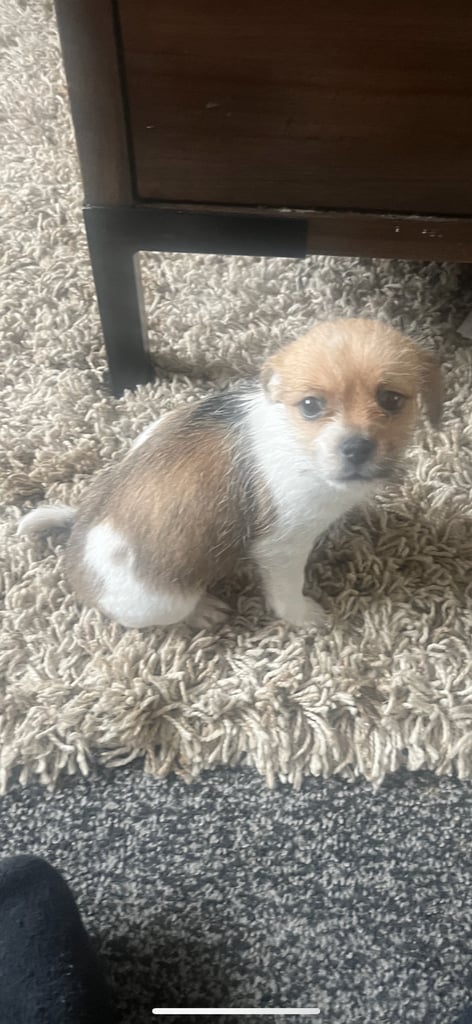 Shih tzu x chihuahua puppy girl