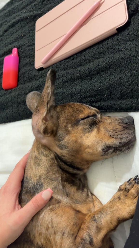image for Boy DASHHOUND x frenchie 5 months 