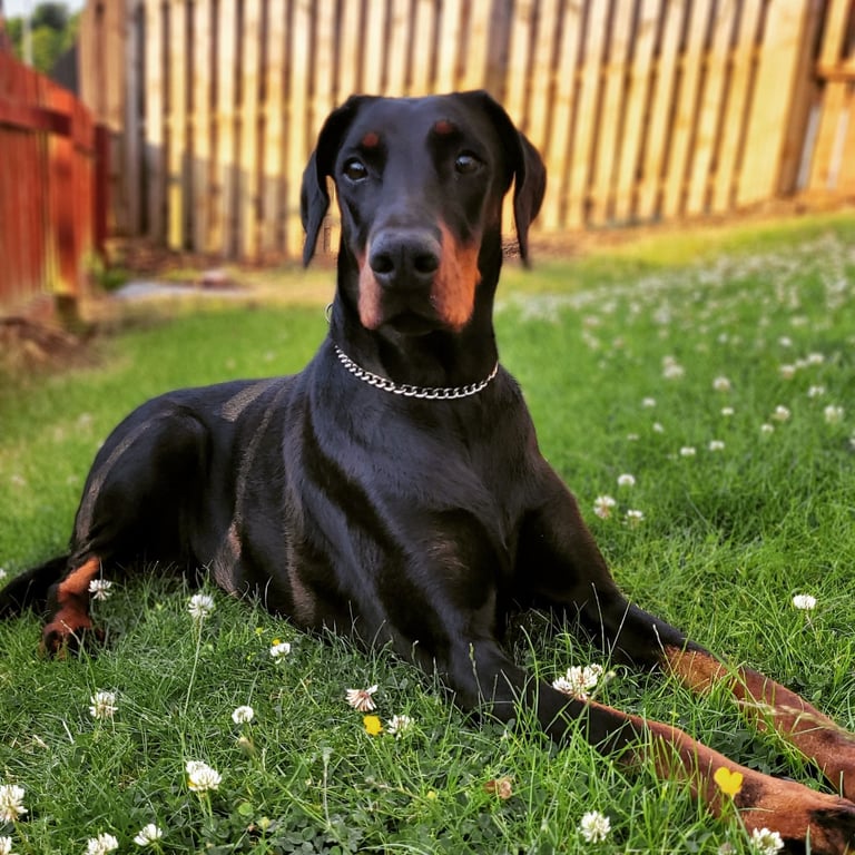 *all gone* Stunning KC reg Dobermann puppies 