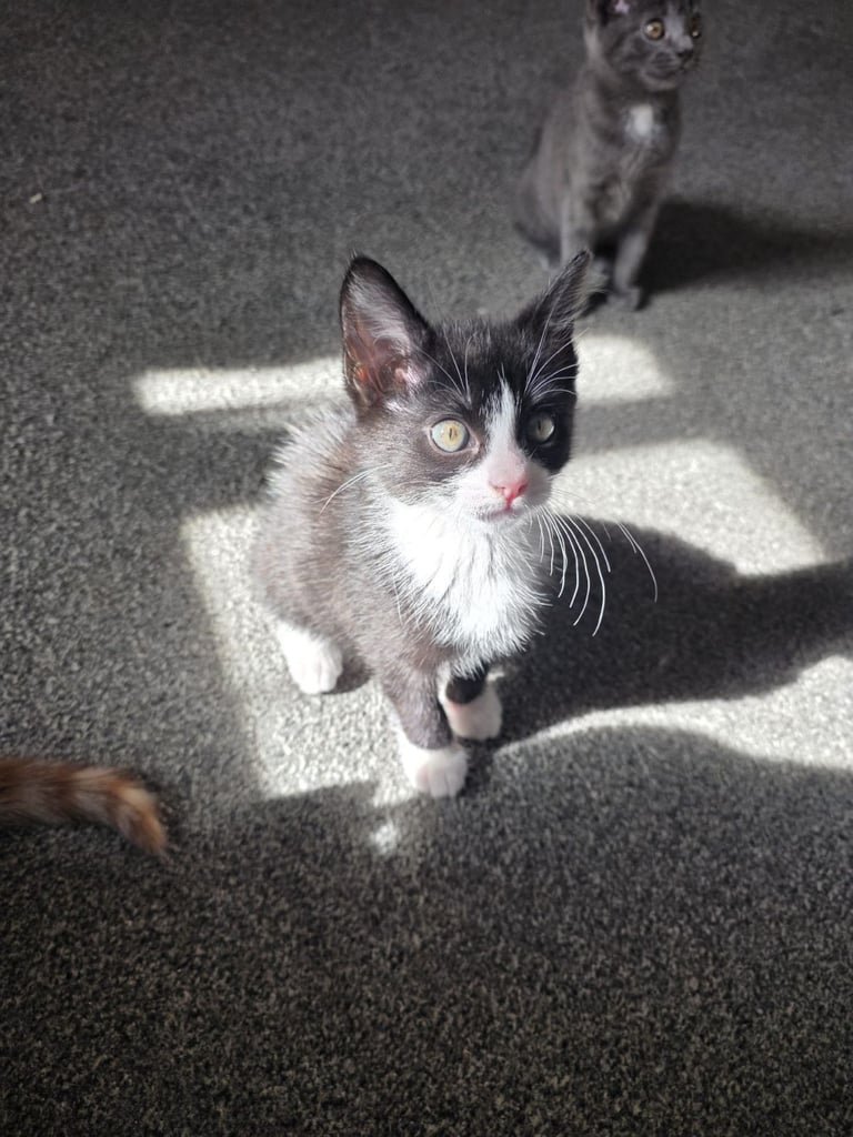Kittens for sale