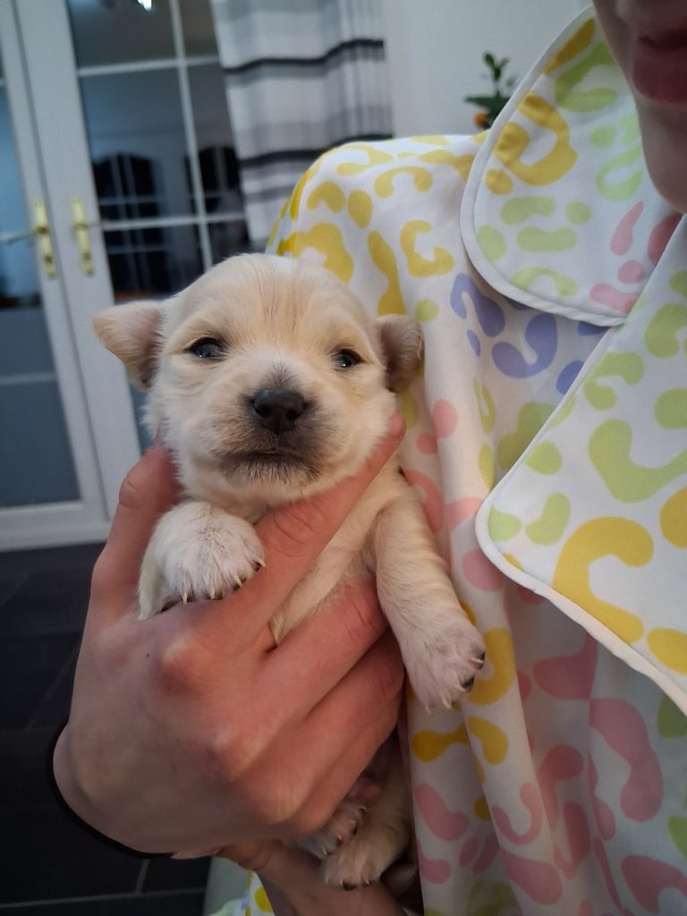 Chihuahua puppies 