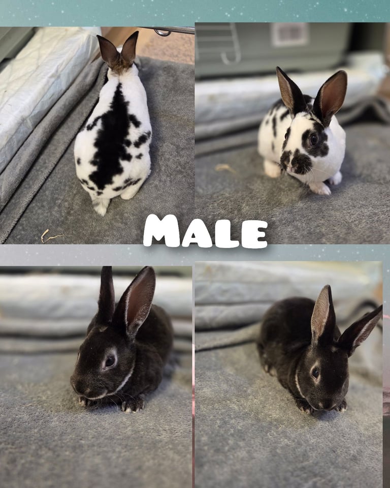 image for Rex rabbits