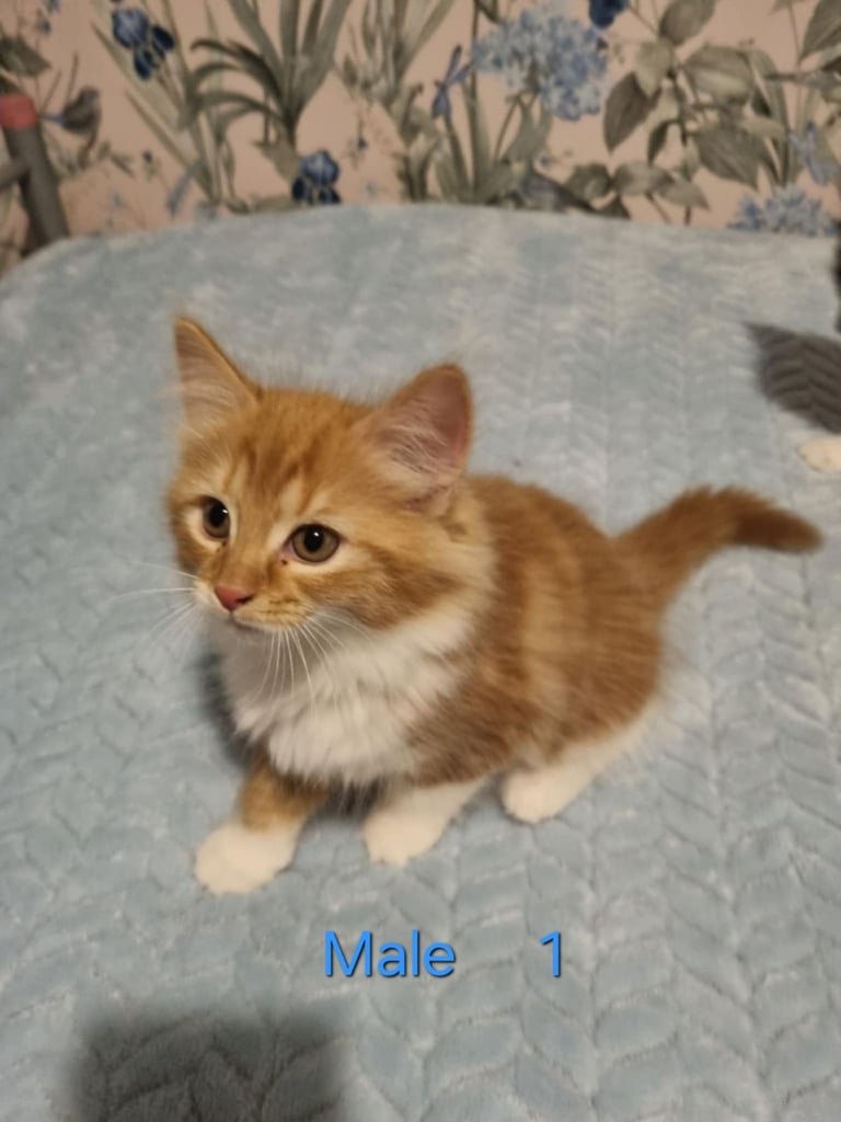 Beautiful kittens for sale. Ready now
