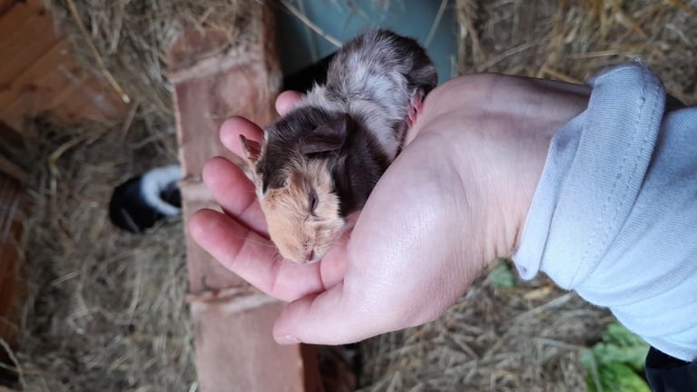 Guinea pigs for sale