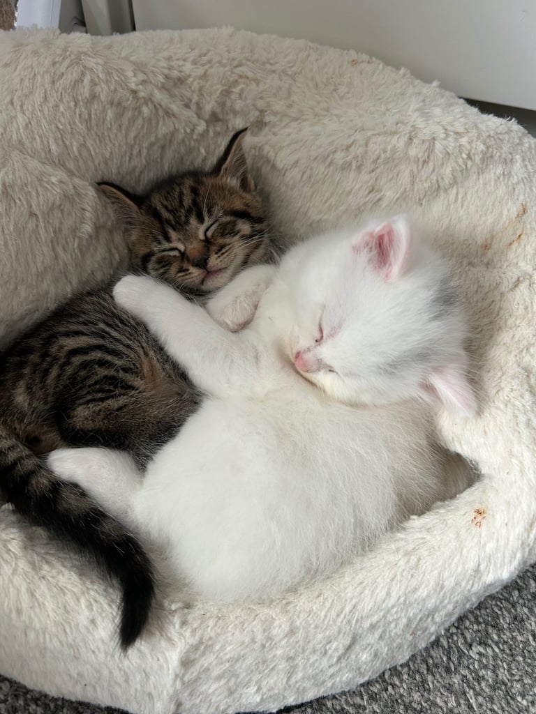 Only 2 black kittens left  READY TO LEAVE 