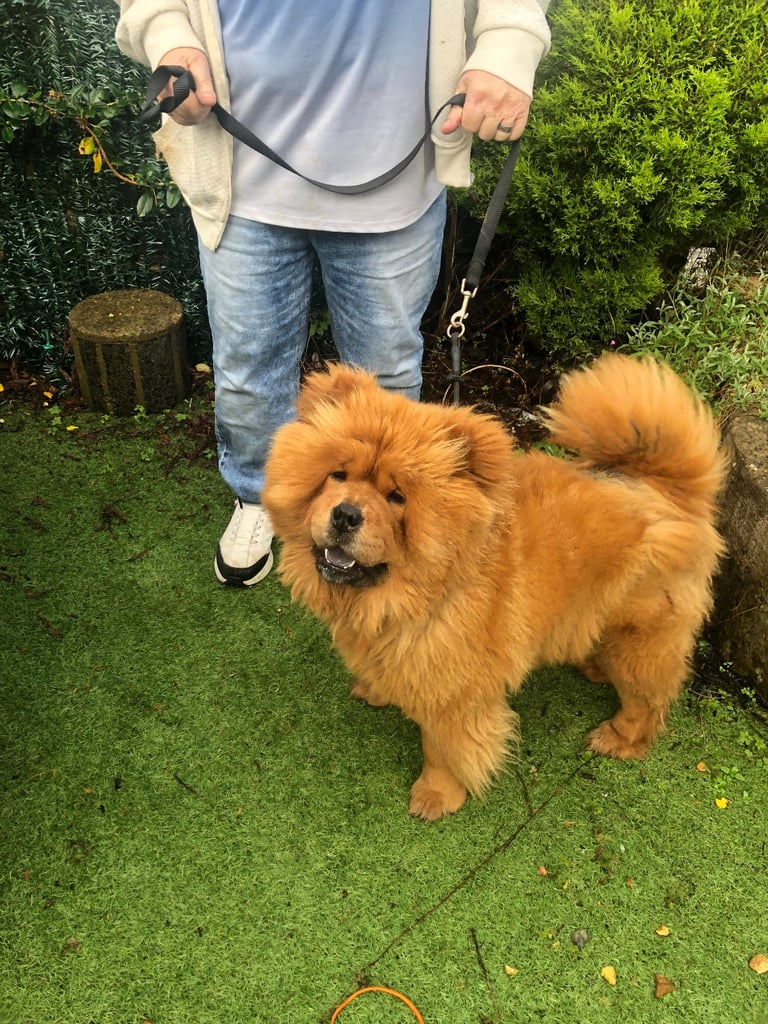 Chow Chow girl 2 yrs old  KC reg microchipped 