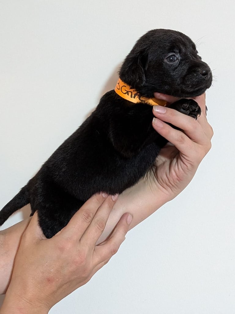 Reducrd* 11 KC reg, labrador retrievers, 10weeks old.