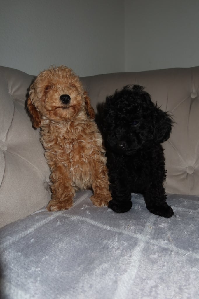 Poodle puppys