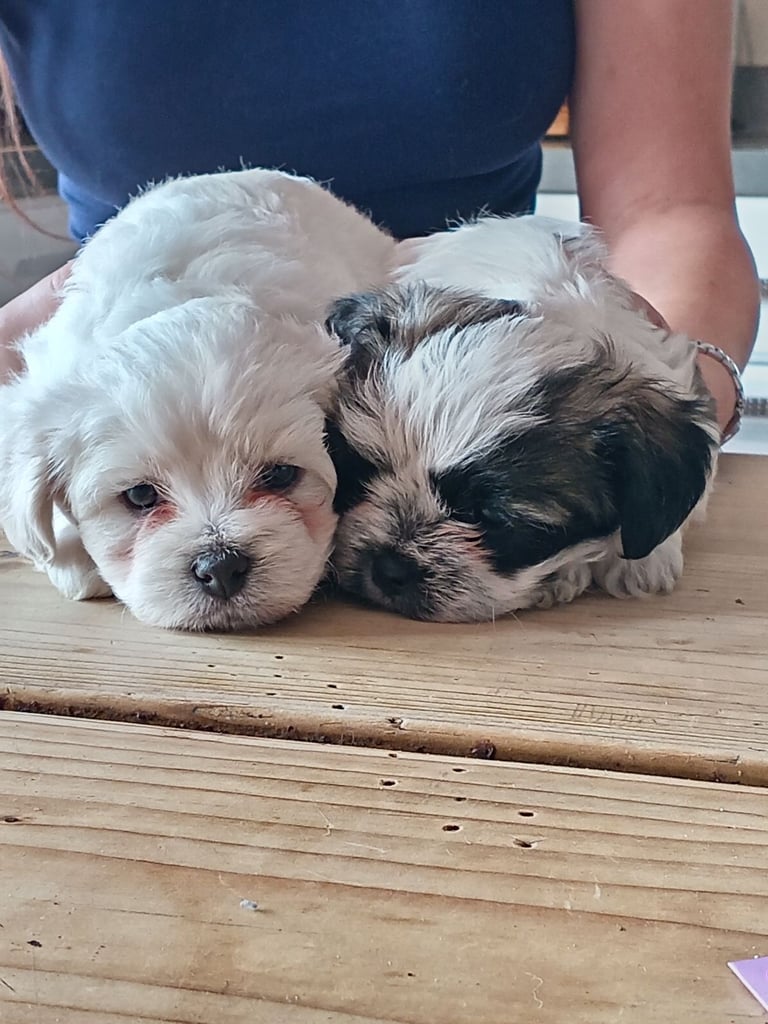 Puppies looking for a good home 