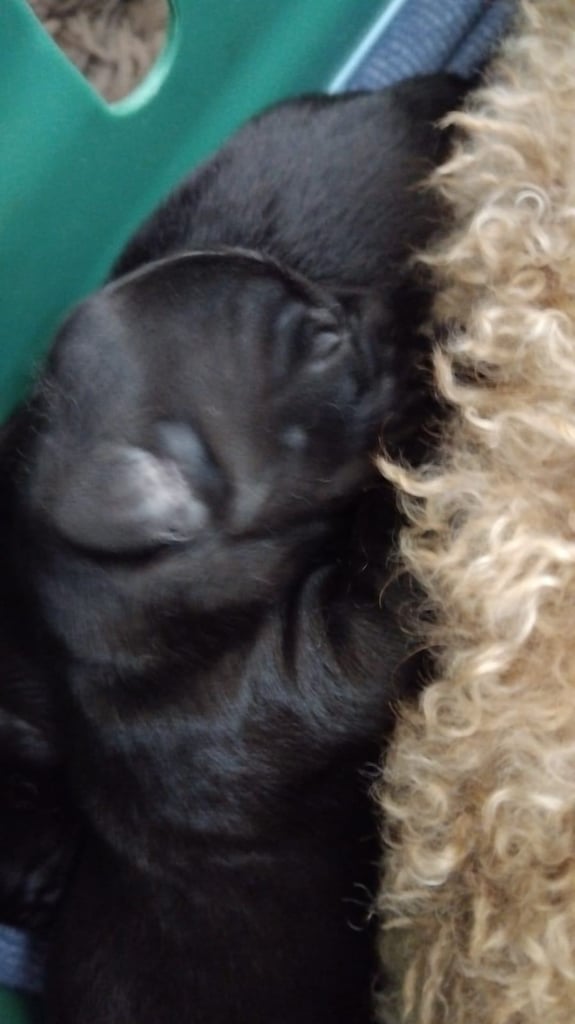 Miniature poodle cross frech bulldog puppies 