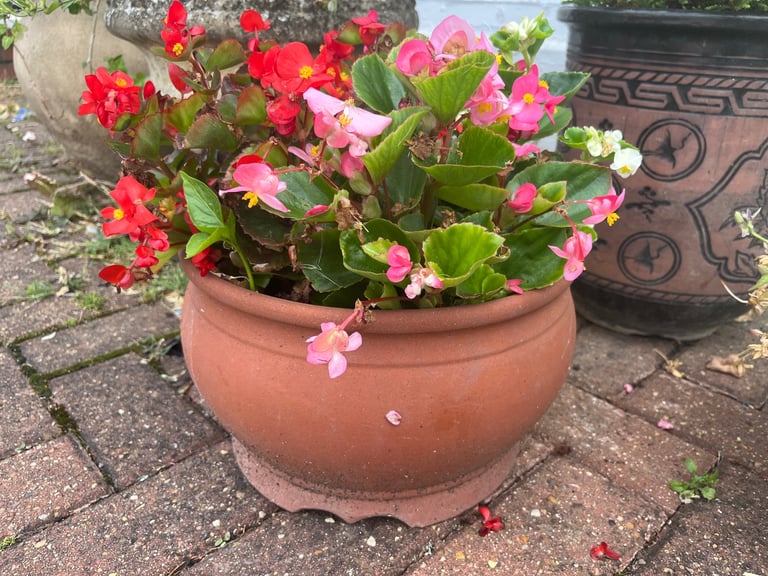 Terracotta Flower Pot with Begonias & Dusty Miller | 30cm | Ready-Planted