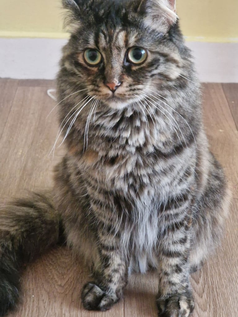 Bengal / mainecoon cat 