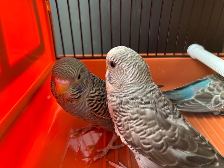 Budgies for Sale, different mutation available 