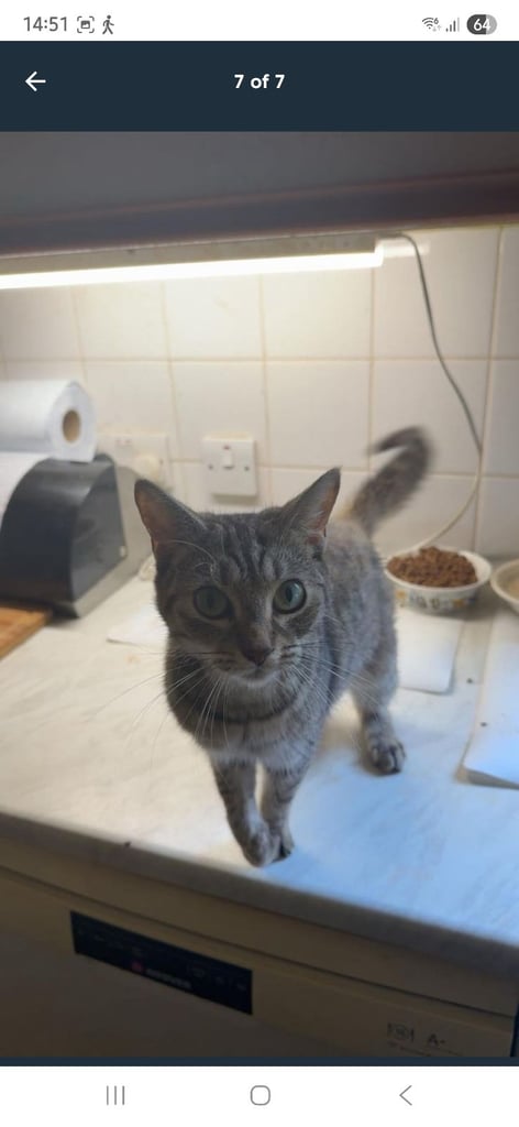 Beautiful little tabby