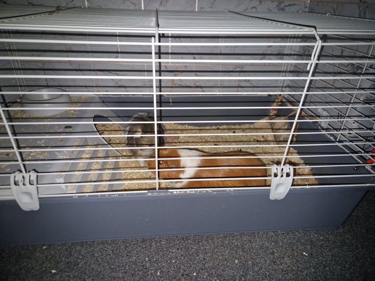 2 male guinnea pigs
