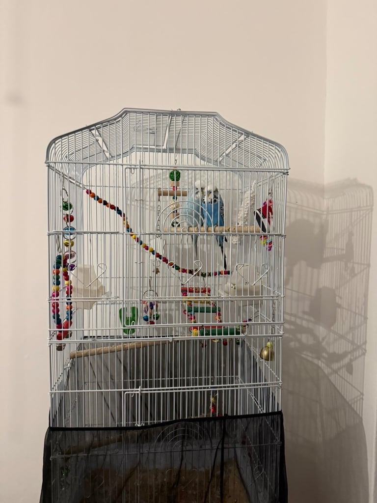Budgie’s 