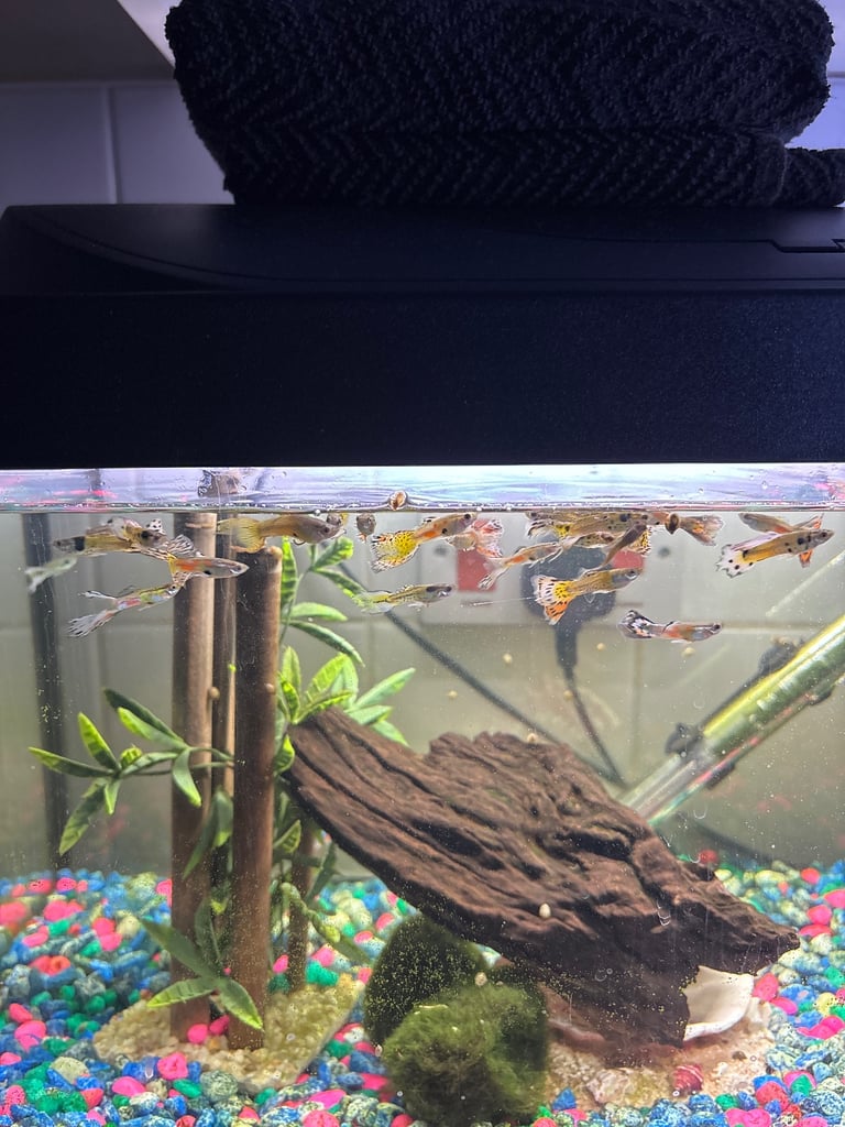 Fish tanks and fish £150 Ono ! Baby fish and pregnant too 