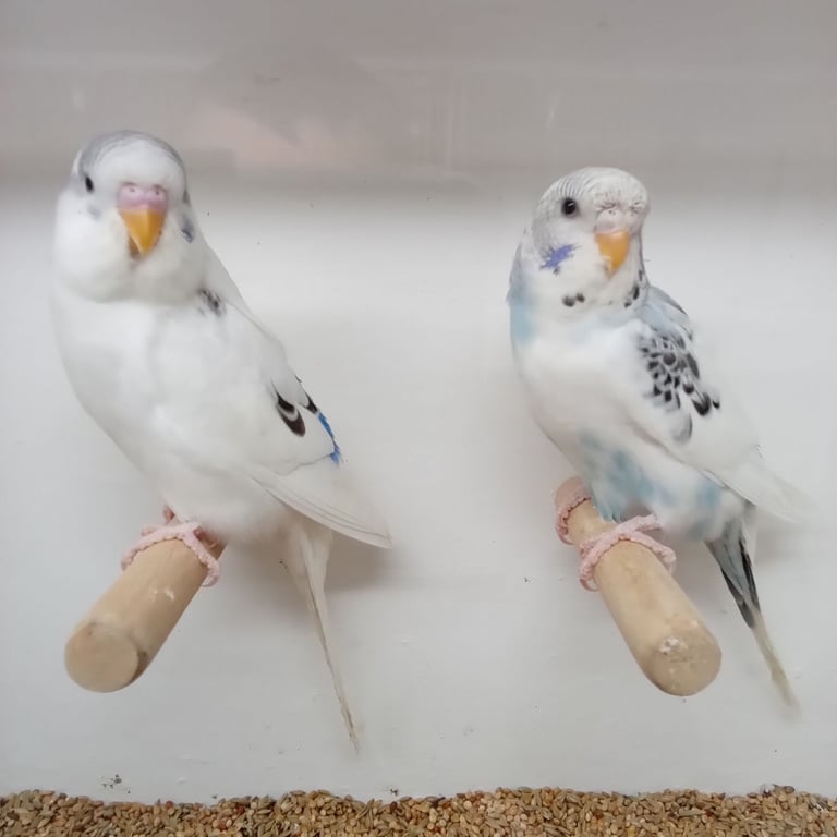 Nice young budgies for sale 