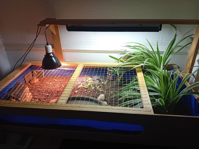 image for Russian Tortoise table 