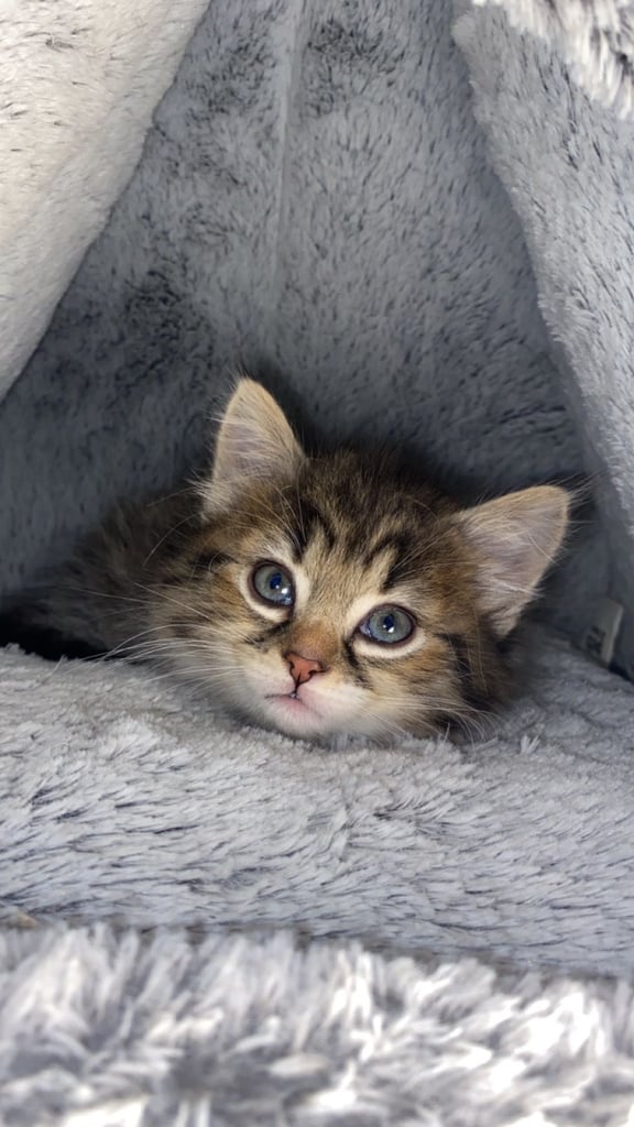Adorable Kitten Ready For A New Home 🏡 