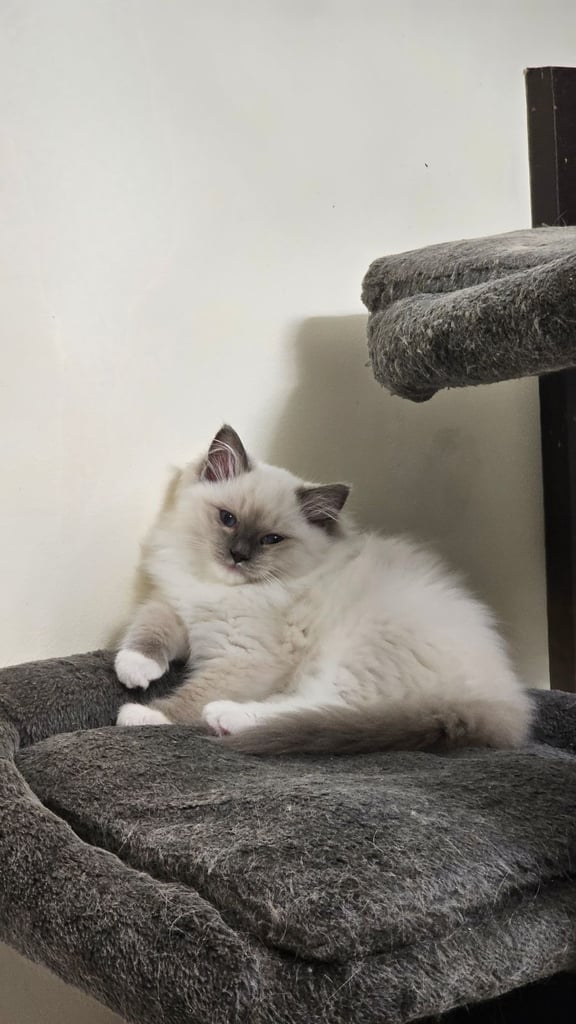 Ragdoll Kittens