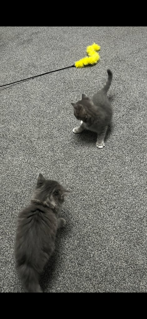 Male Kittens looking for home together 
