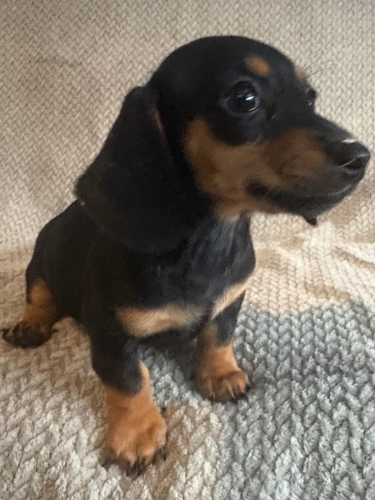 Genuine miniature dachshunds 