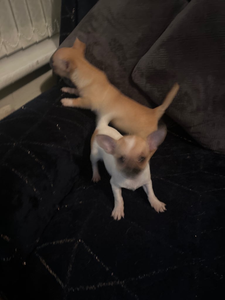 Chihuahua puppies 