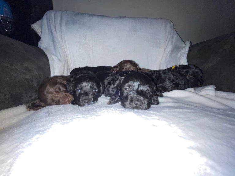 READY TO LEAVE Cockapoo Puppies Looking For Their Forever Homes💕