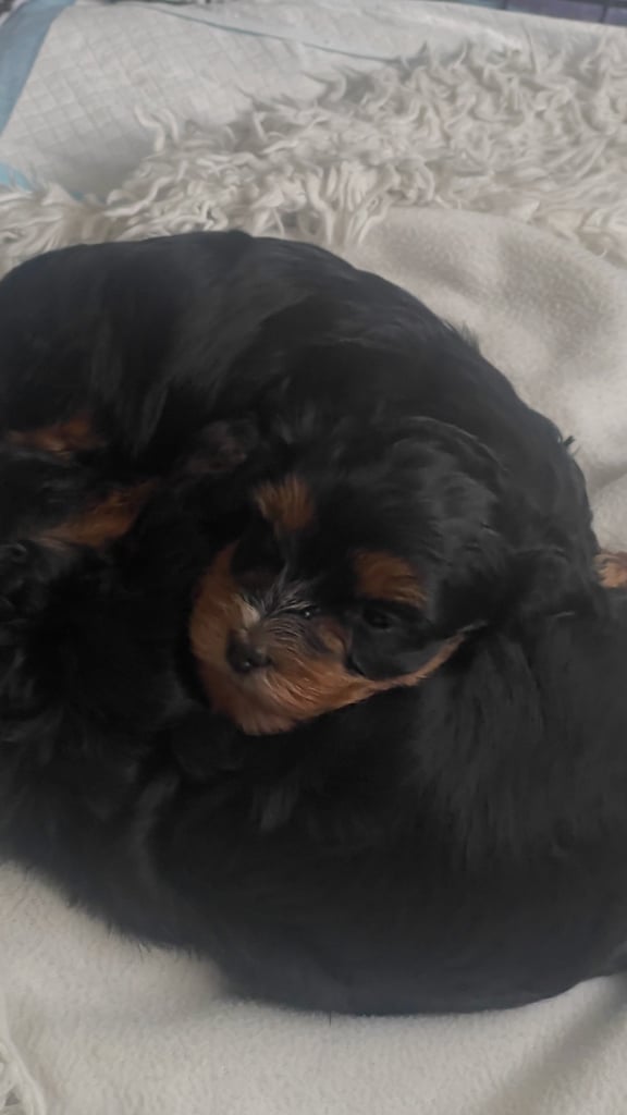 2 cute cockapoo x Maltese pups RESERVED 