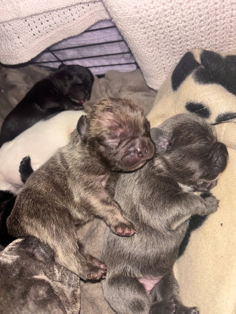 K c Frenchie puppies 