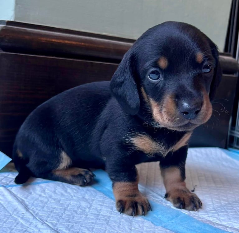 Adorable dachshund puppies 