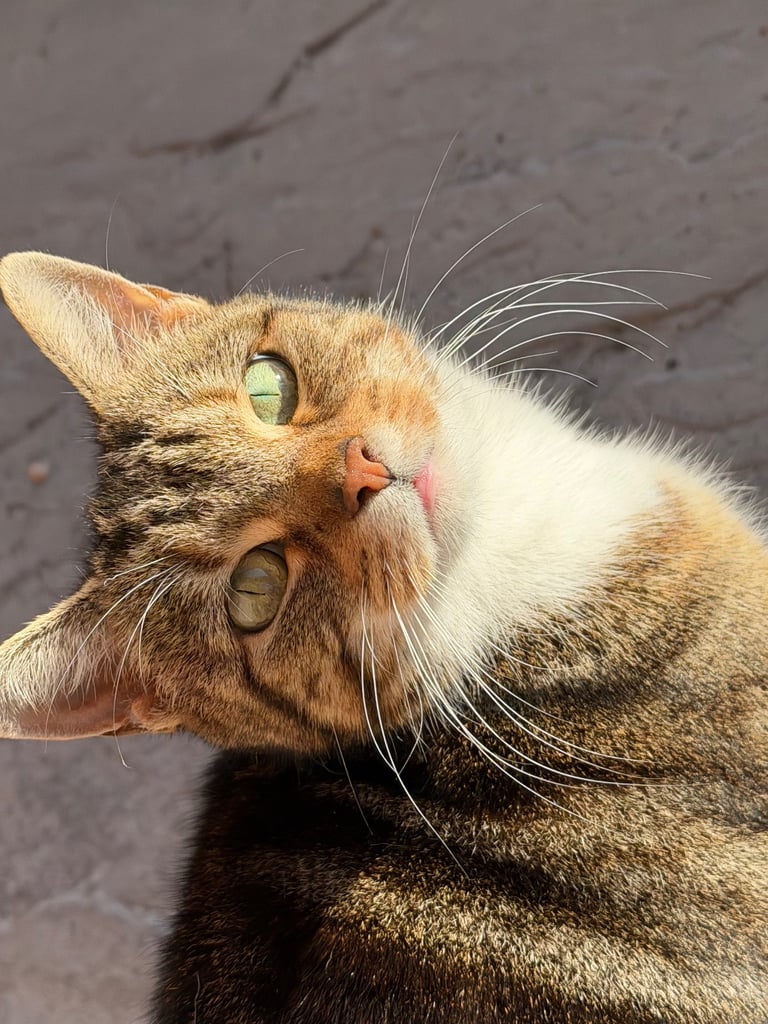 image for Spayed female cat for rehoming