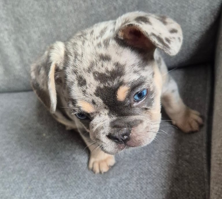 French bulldog 