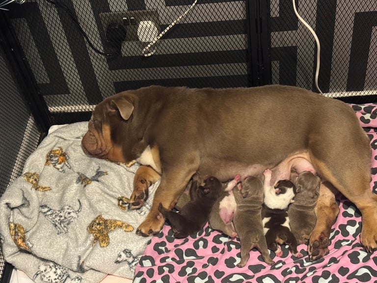 English bulldog puppies 