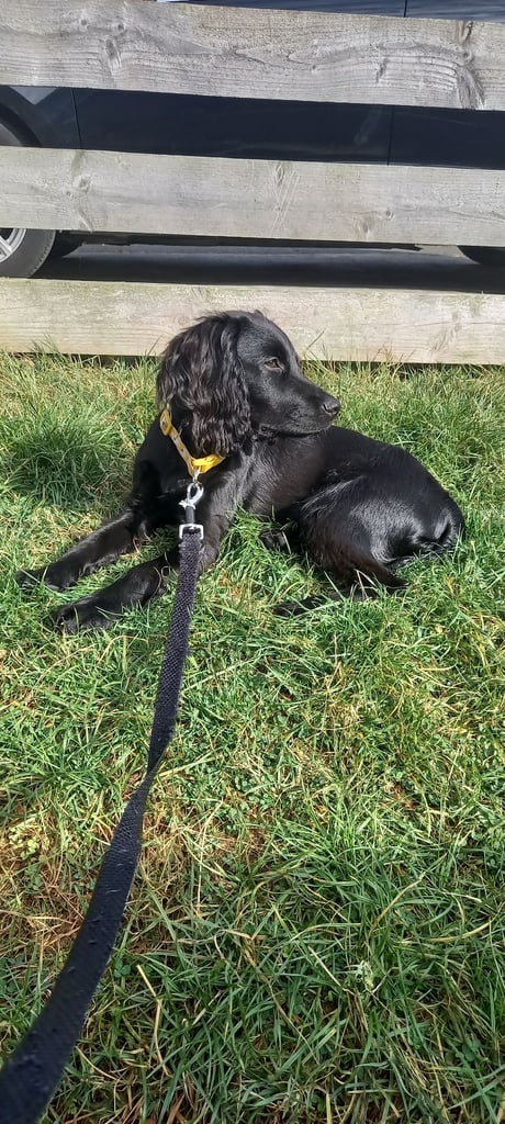 image for Cocker Spaniel Puppy 