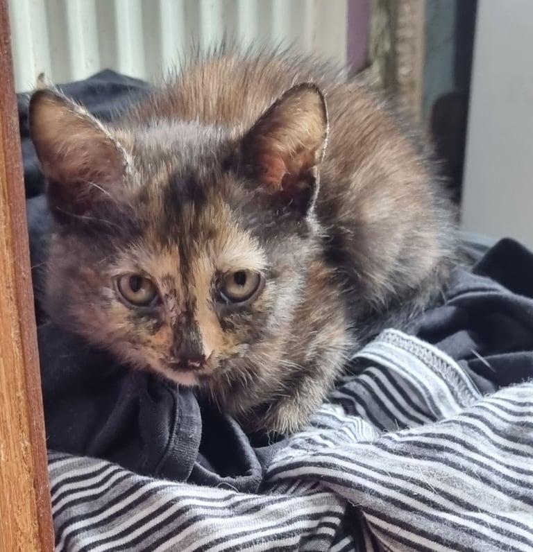 image for Beautiful kitten
