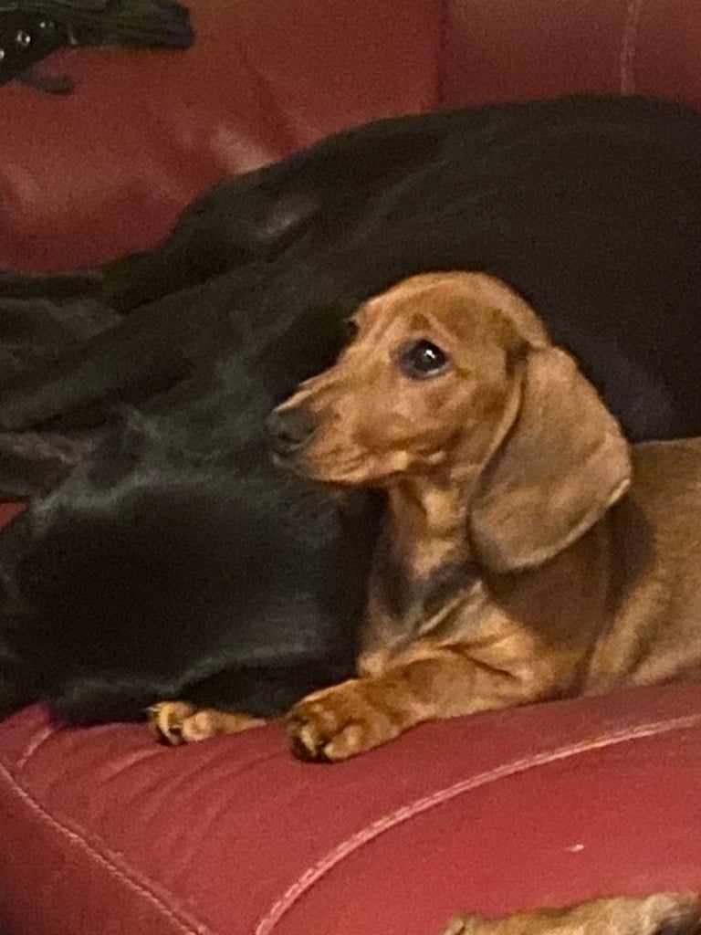 1 beautiful Dachshund puppy 3 months+