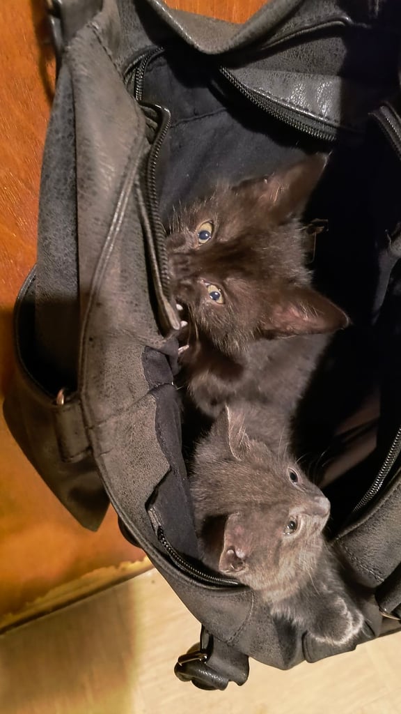 Catss kittens