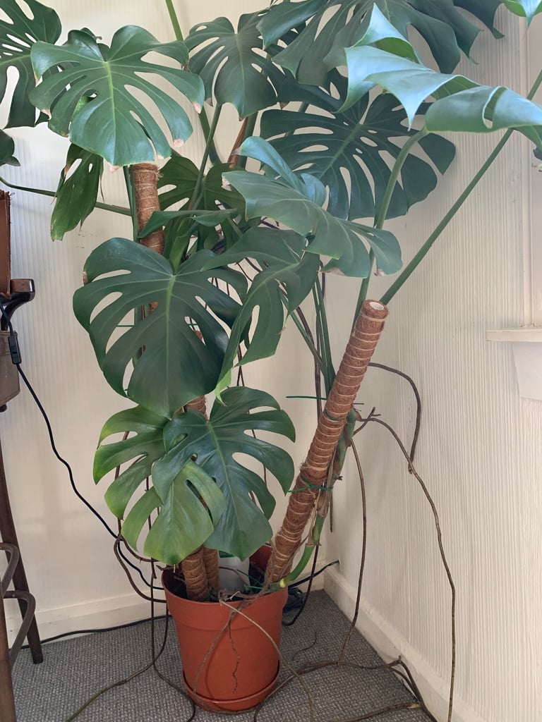Large Monstera  (Swiss cheese plant) 6 foot tall 